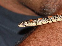 Longnose Snake
